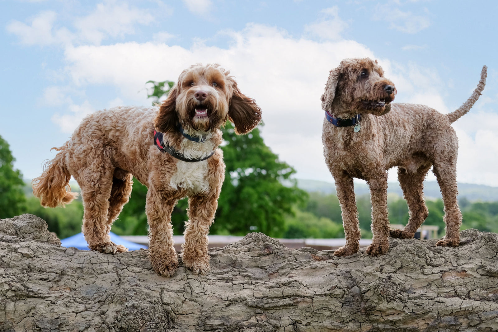 Two brown cockapoo's stood on a large log
