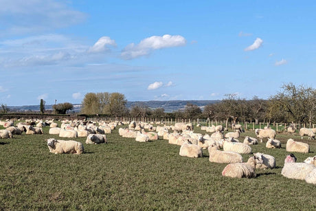 Sheep laying in a field with blue sky and fluffy clouds above