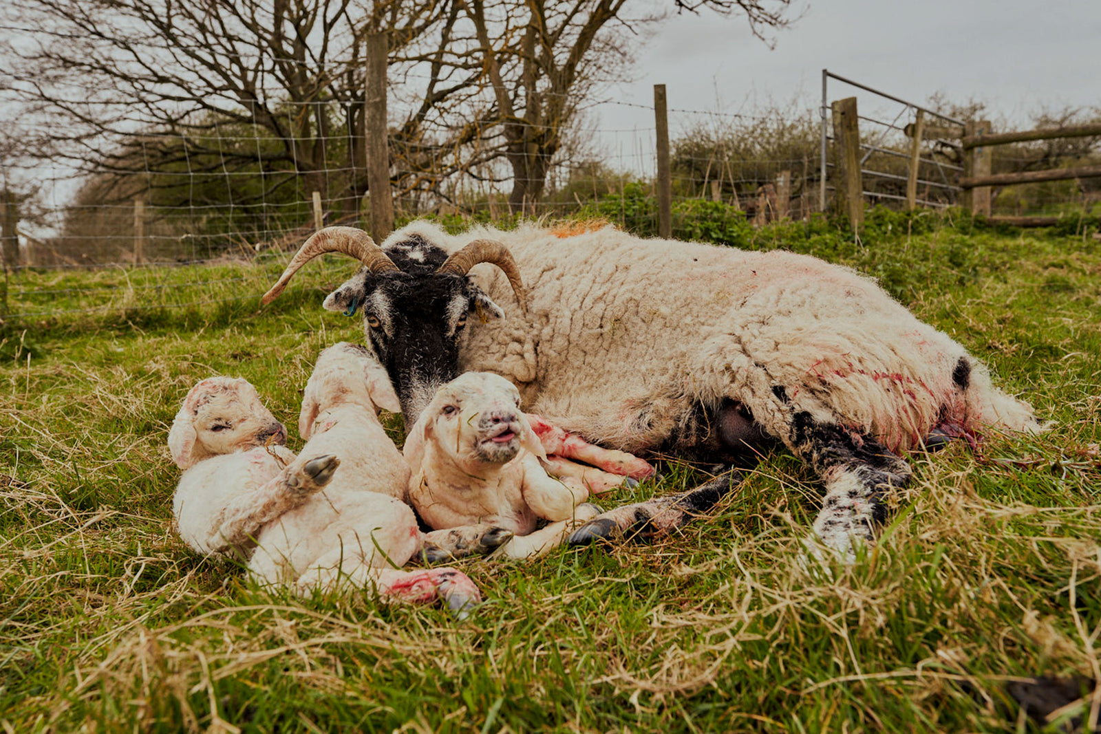 Sheep with lambs