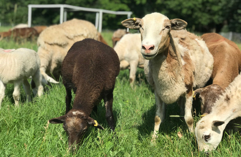 How to start Homesteading no matter where you live