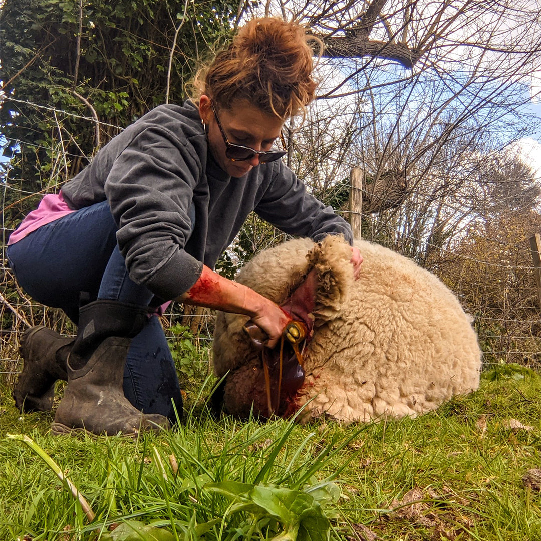 Woman shearing a sheep