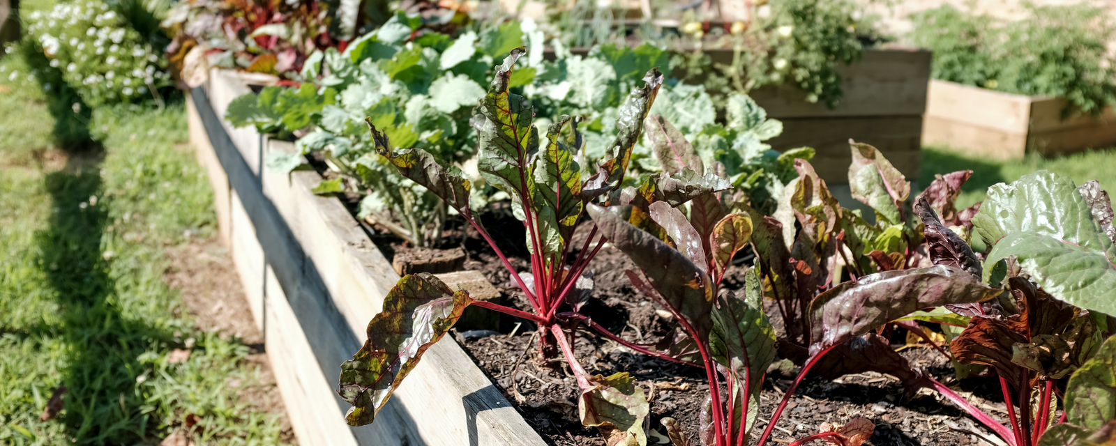 3 Steps to Prep your Garden for Planting