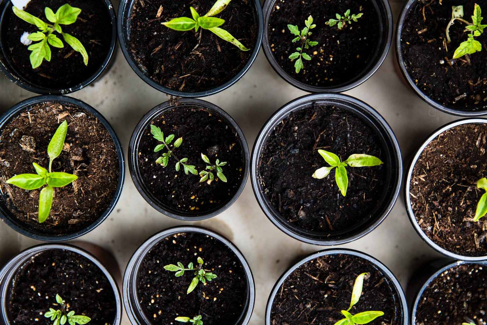 5 Tasks to do today for a Vegetable Garden tomorrow