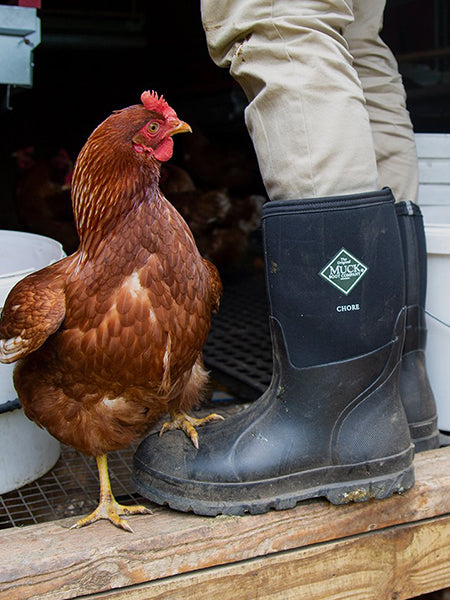 Close up image of a chicken with one foot on a Muck Boot wellington being worn inside a coop