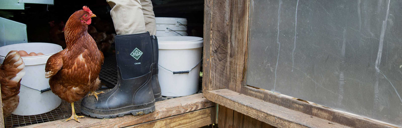 Close up image of a chicken with one foot on a Muck Boot wellington being worn inside a coop