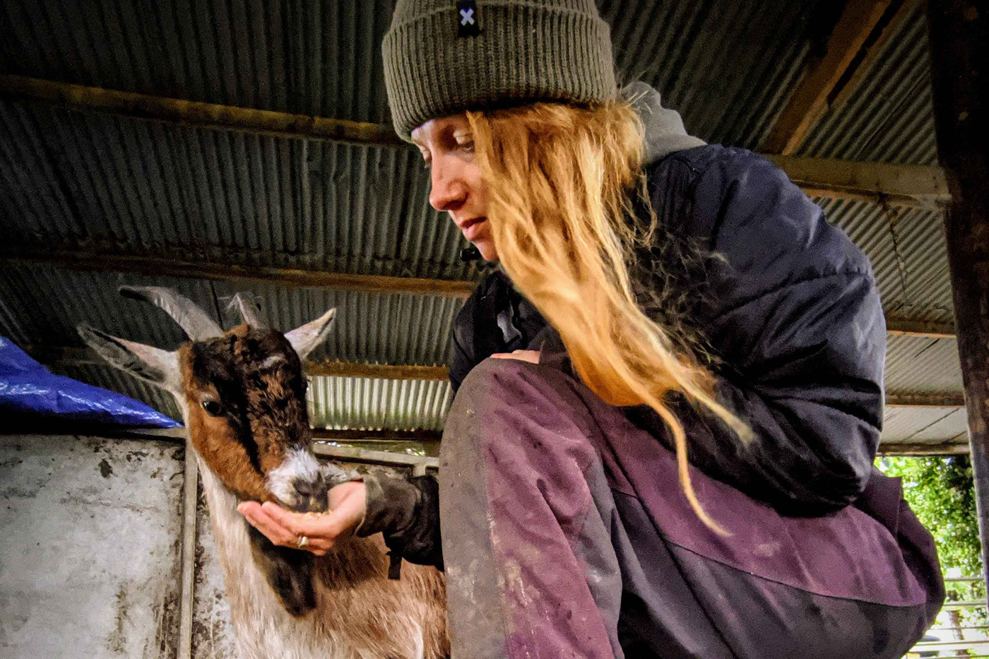 Zoe Colville wearing a beanie hat, feeding a goat in a barn