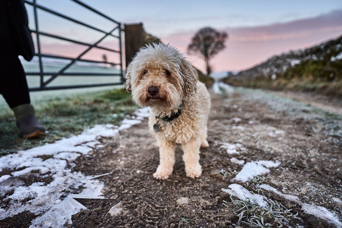 How to Find the Best Dog Walks - Muck® Boots UK