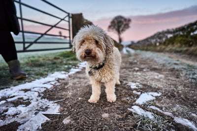How to Pick the Best Dog Walks – The Ultimate Guide