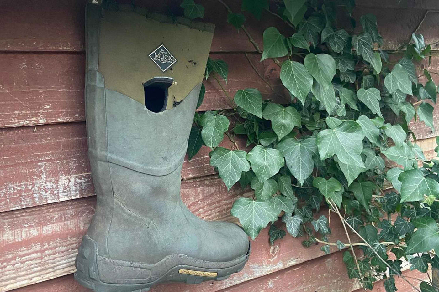 Image of single Muck Boot wellington hung up as bird feeder on a wooden shed covered in ivy