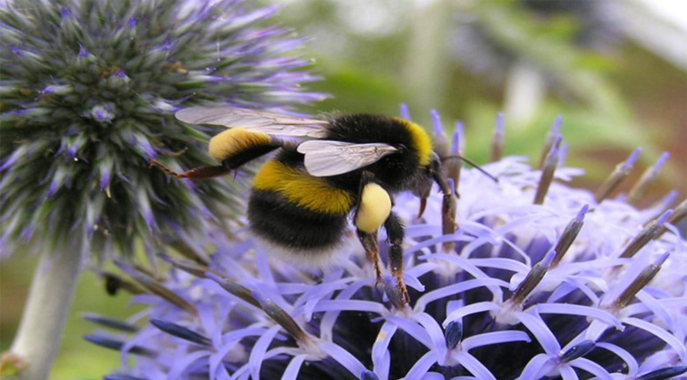 Bee landing on a flower