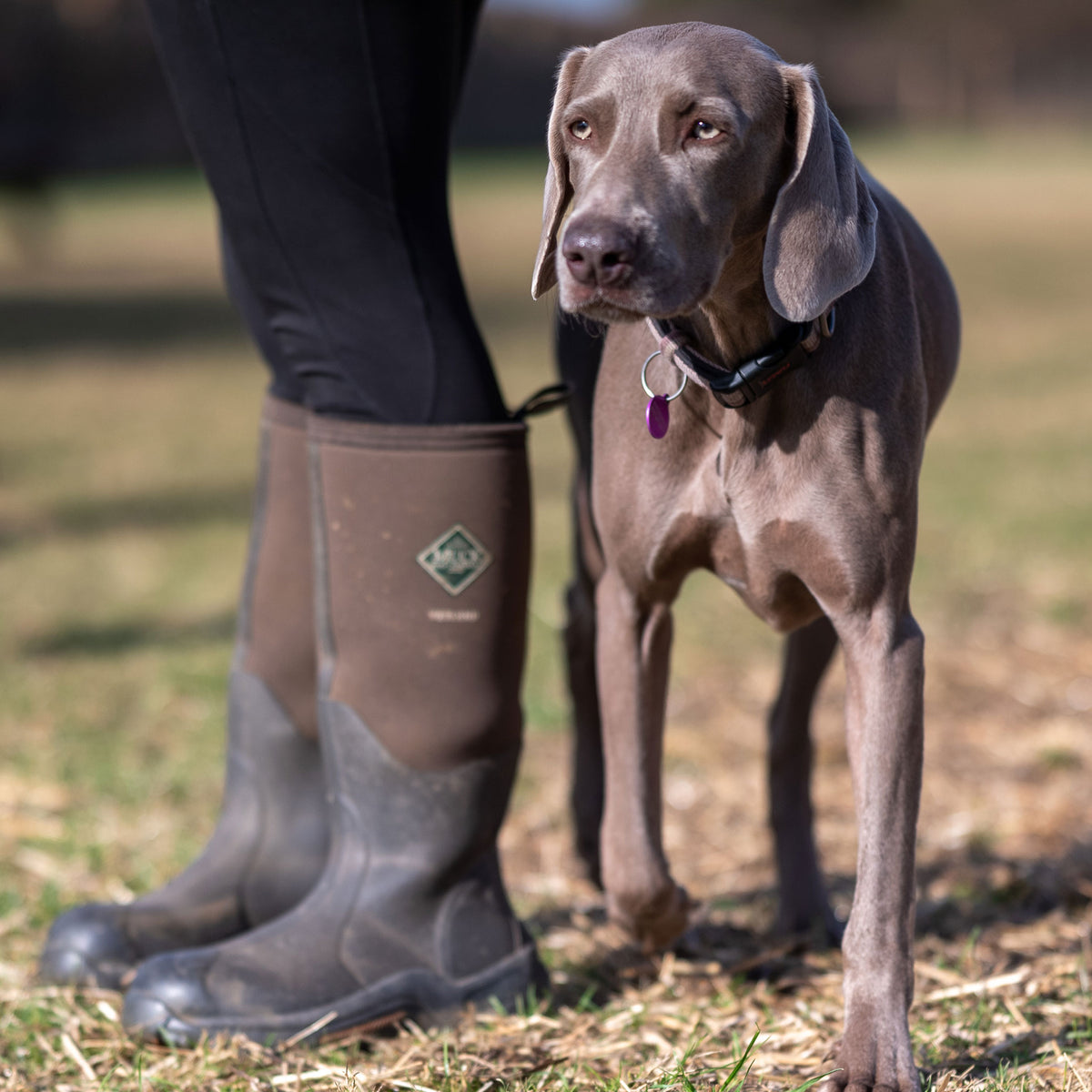 Top Tips for finding the perfect Doggy Daycare MuckbootUK