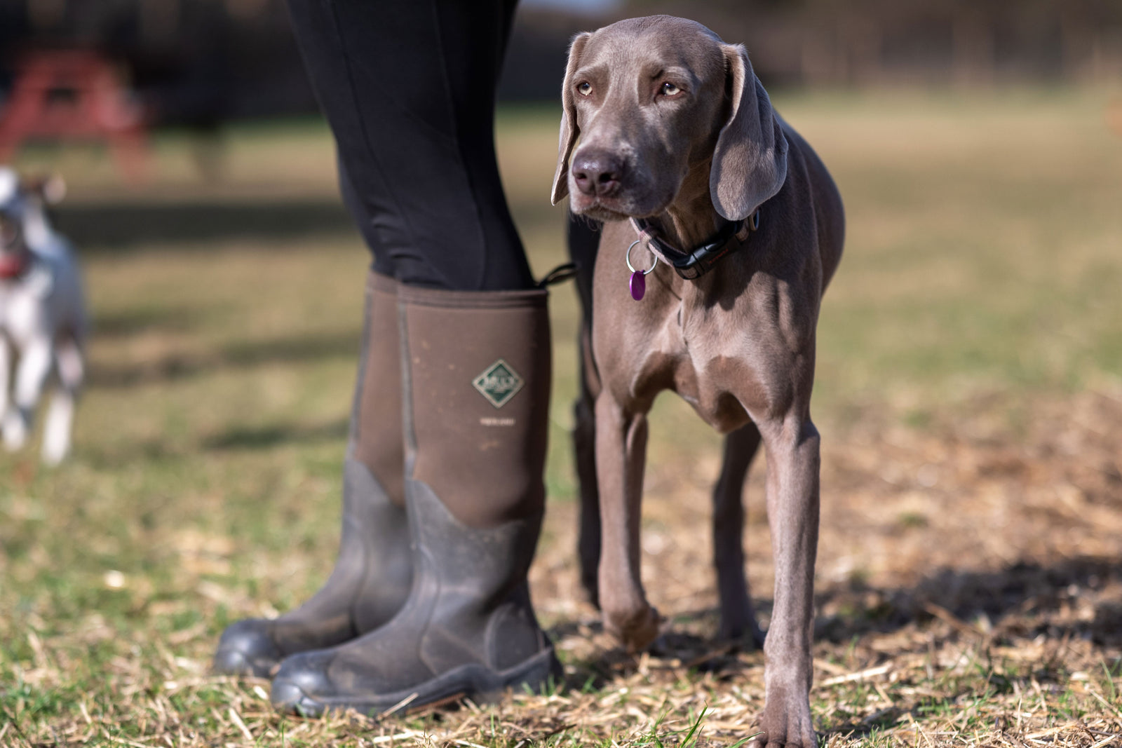 Top Tips for finding the perfect Doggy Daycare