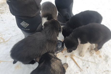 Petter Karlsson with some young puppies.