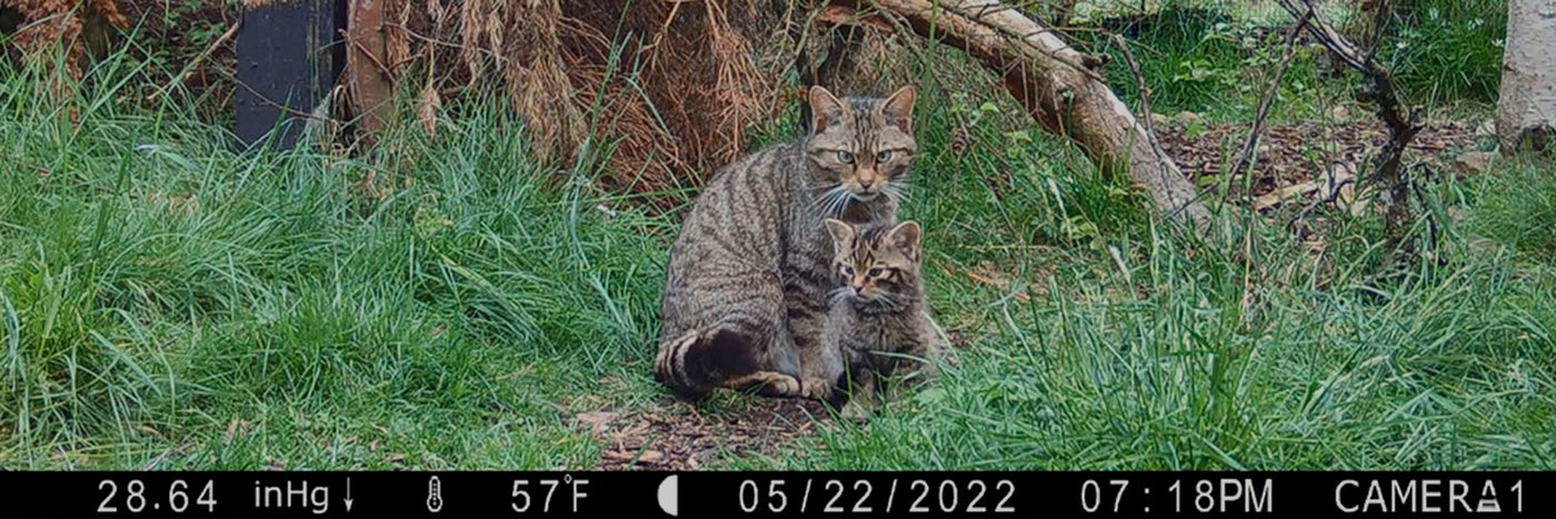 A Wildcat mother and her kitten