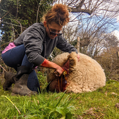 A Day in the Life of The Chief Shepherdess