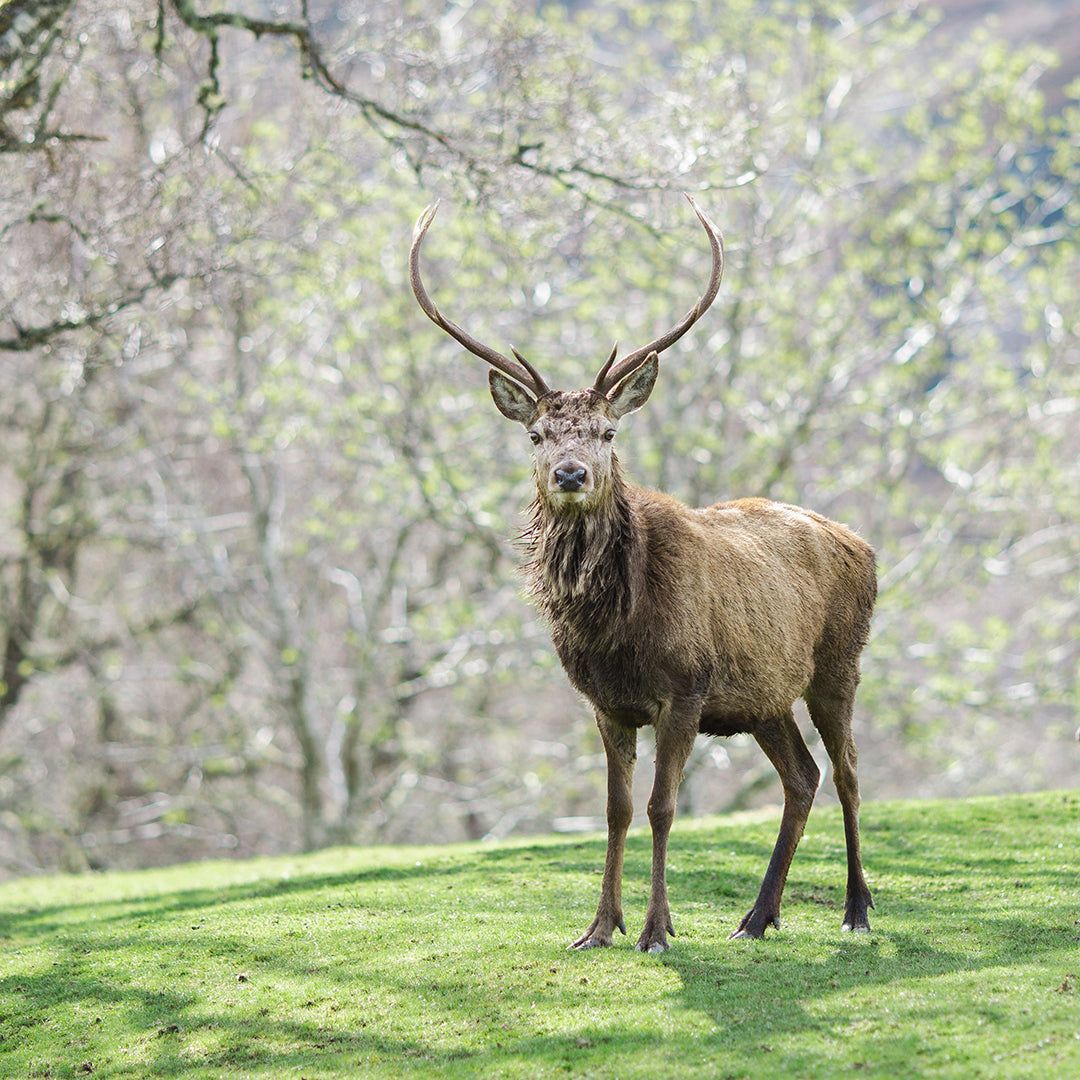A deer stag in a park