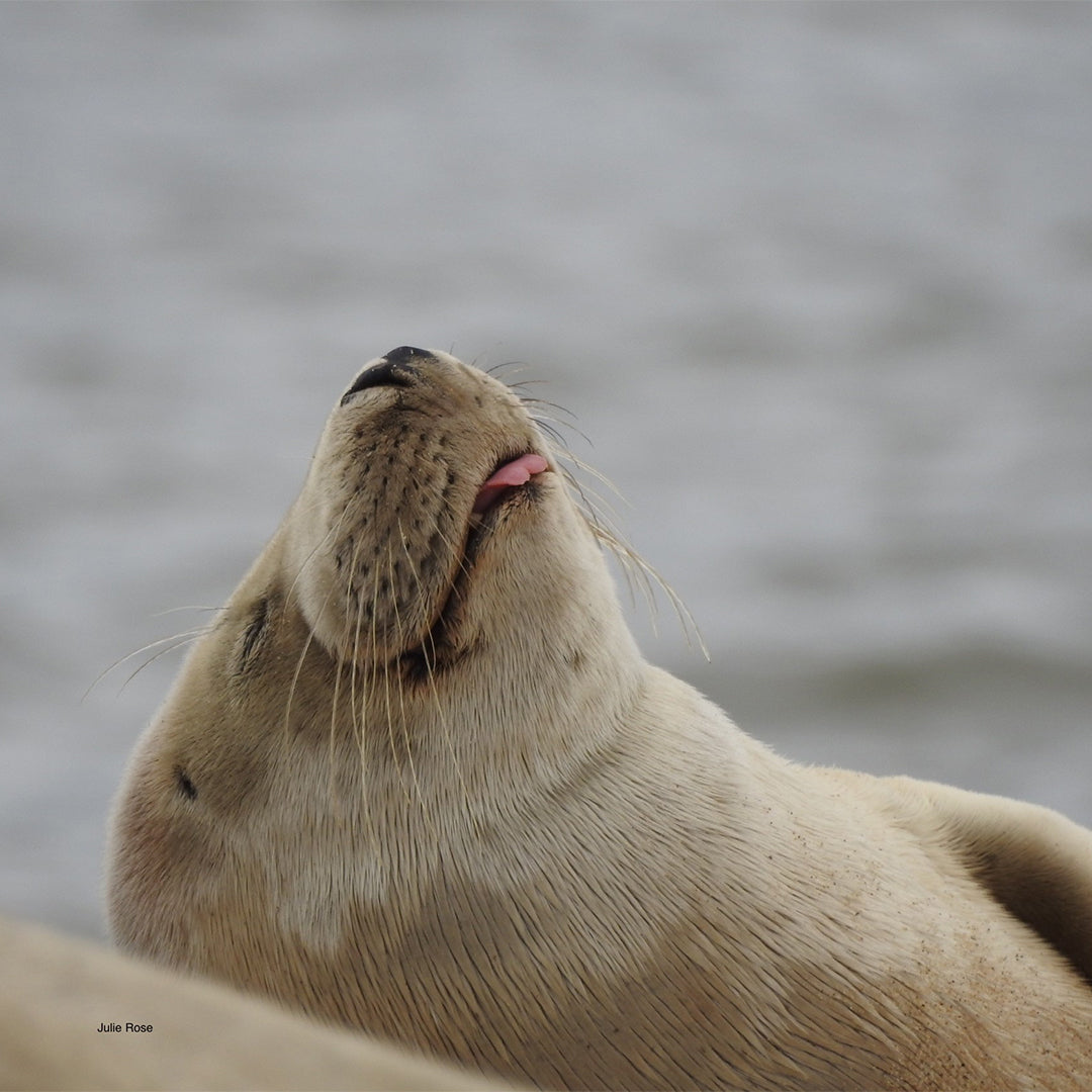 A Seal poking its tongue out