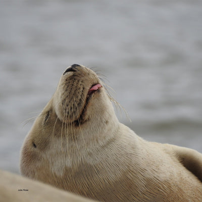 Friends of Horsey Seals