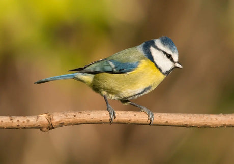 Why the RSPB Big Garden Birdwatch matters to me as a Professional Wildlife Photographer