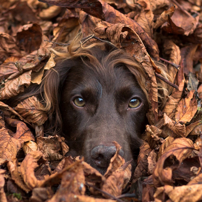 Interview with Dog Photographer Megan Williams