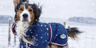 Winning Image of Muck Boots Jan 2026 Dog Walking Photo Competition. Credit: Liz Elmont