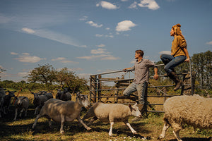 Two people sat on a gate with sheep running past