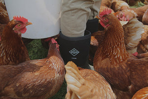 Chickens gathering around a person wearing a pair of Muck Boots