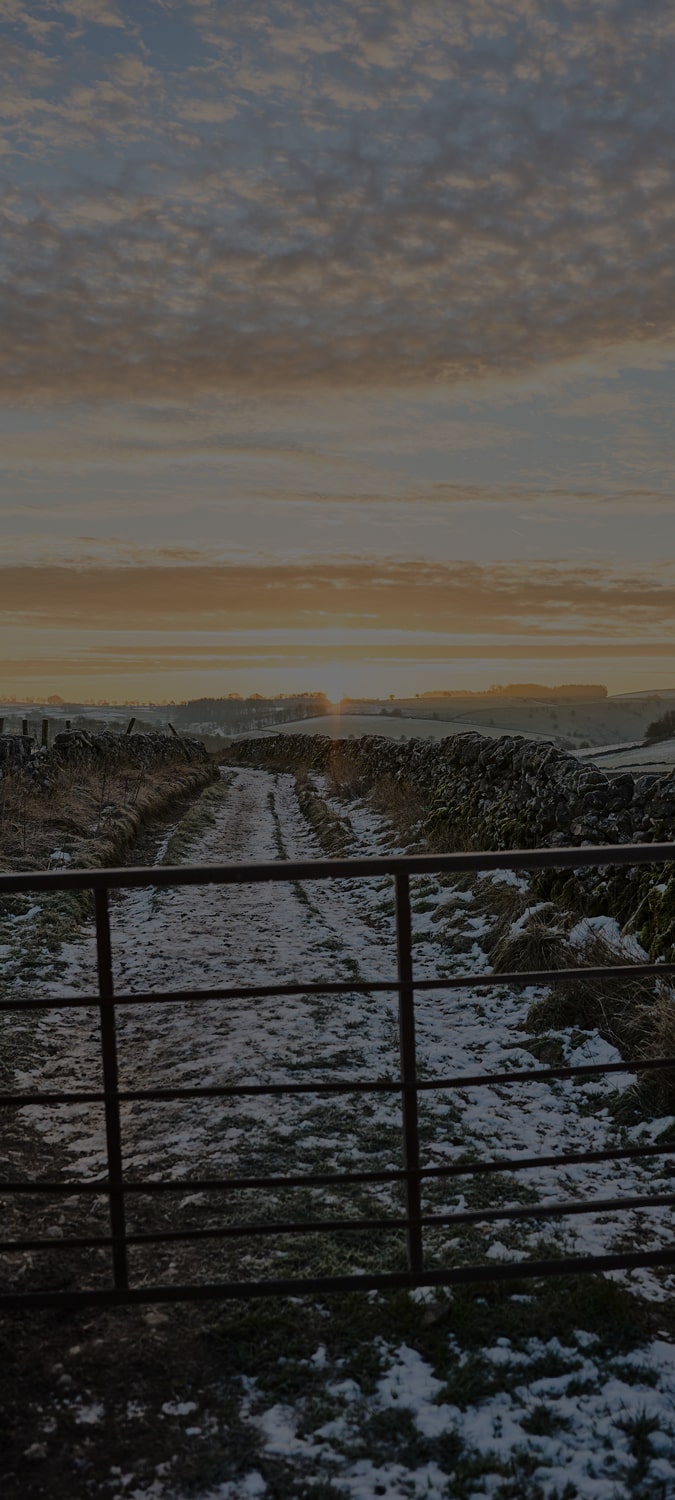 A metal gate with an icy and snow covered path with the sun rising ahead 