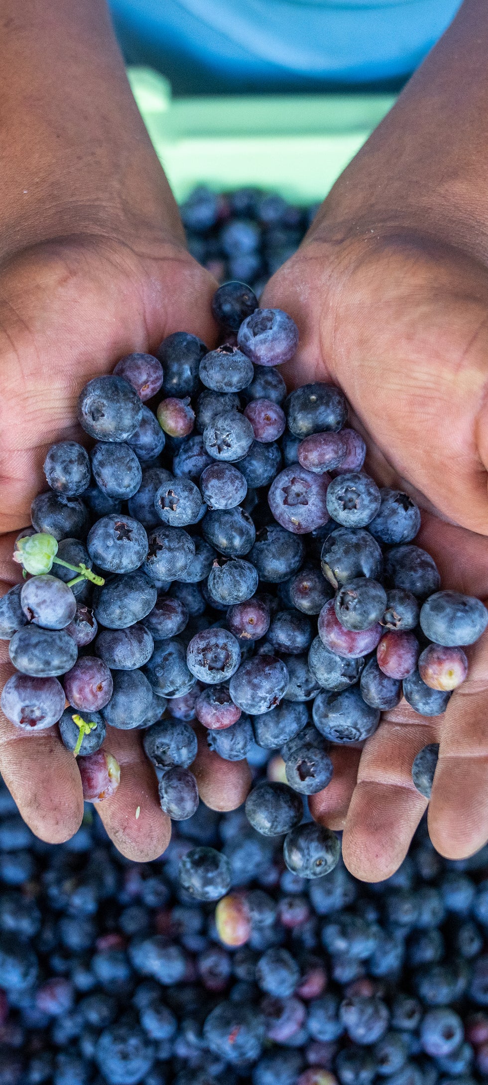 Close-up image of a person's hand holding blueberries