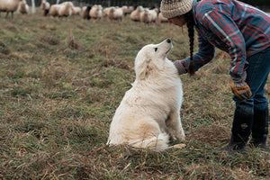 Woman wearing a beanie hat, checked shirt, jeans, gloves and pair of Muck Boots, stroking a golden retriever dog in a field with sheep in the background 