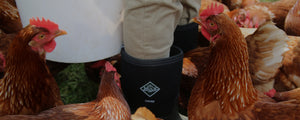 Chickens gathering around a person wearing a pair of Muck Boots