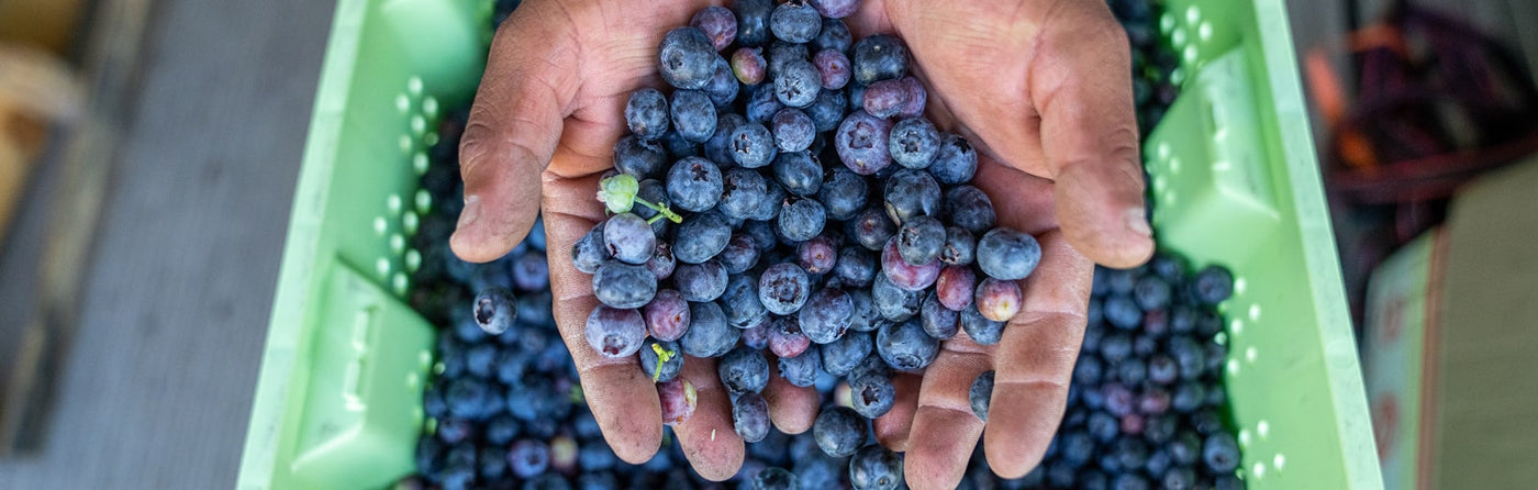 Close-up image of a person's hand holding blueberries