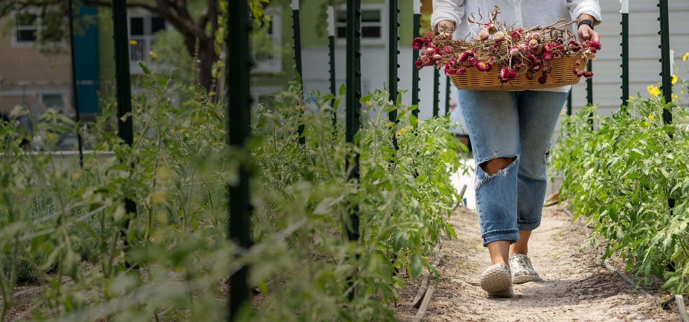 Woman wearing a pair of floral Muck Boots clogs walking down a garden path with dead flower heads in a wicker basket