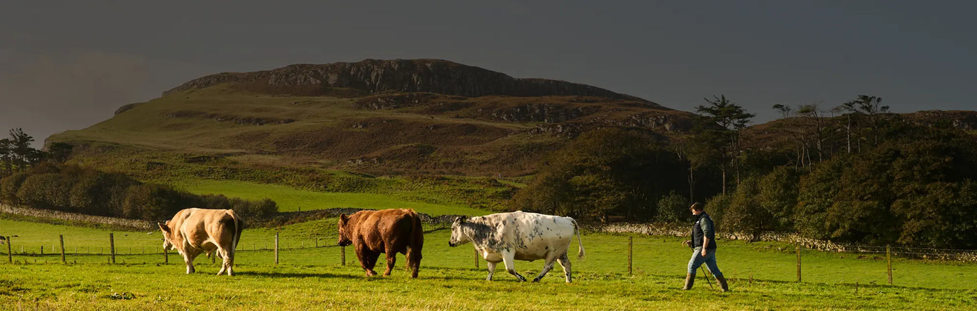 A farmer herding two cows in a rugged farmland landscape with a large rocky crag in the background.