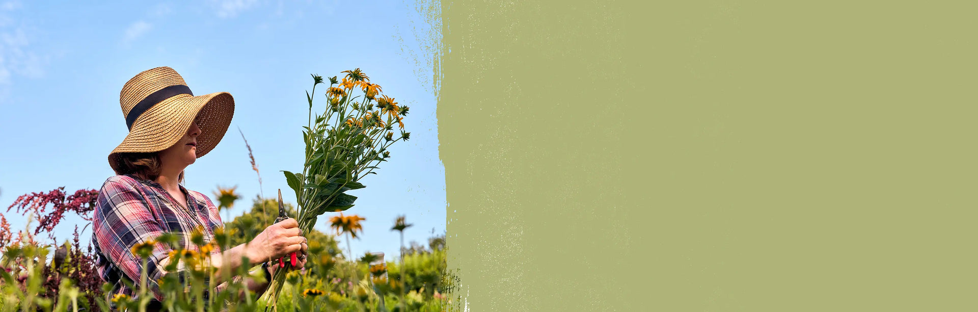 A woman wearing a summer hat, holding a bunch of yellow flowers and pruners in a meadow.