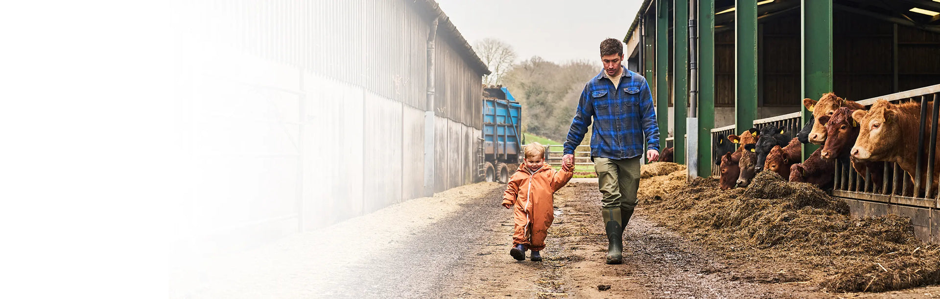 Man and young boy wearing Muck Boots wellingtons walking through a farm yard with cows.