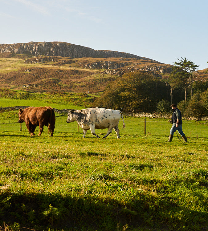 A farmer herding two cows in a rugged farmland landscape with a large rocky crag in the background.