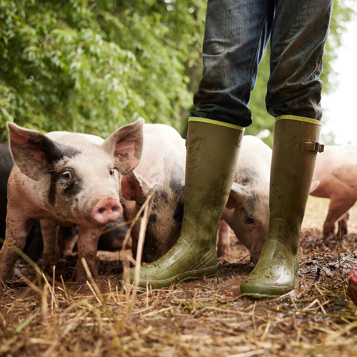 Muck Boots Harvester Tall Boots in Olive Lime Green