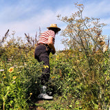 Women's Rainscape Short Boots Sand Chinchilla